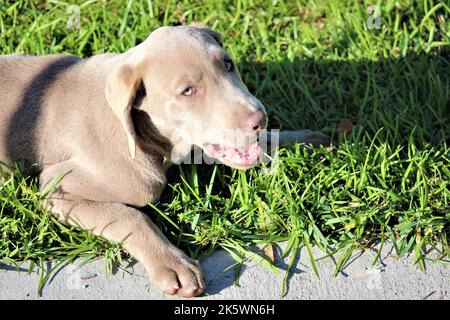 Silber Labrador Welpen weiblich 19 Wochen Stockfoto