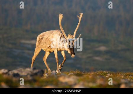 Nahaufnahme von einheimischen Rentieren, Rangifer tarandus mit großen Geweihen, die an einem frühen Sommermorgen im Urho Kekkonen National Park in den Bergen wandern Stockfoto