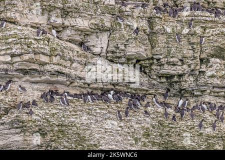 Guillemot (Uria Aalge) Kolonie am Rande einer Klippe Stockfoto