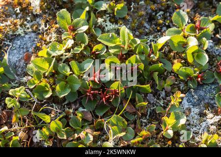Nahaufnahme der Zwergweide, Salix herbacea, die auf felsiger Oberfläche an einem Fell in Nordfinnland wächst Stockfoto