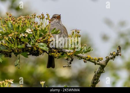 Heckenbraunelle (Prunella Modularis) singen in einem Baum Stockfoto