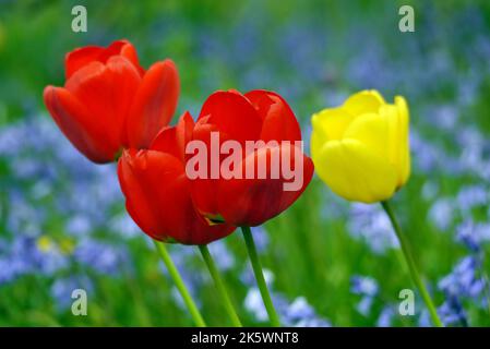 Rote und gelbe Tulpen (Tulipa) Blumen, die mit Bluebells in der Wildblumen-Wiese in Holker Hall & Gardens, Cumbria angebaut werden. VEREINIGTES KÖNIGREICH. Stockfoto