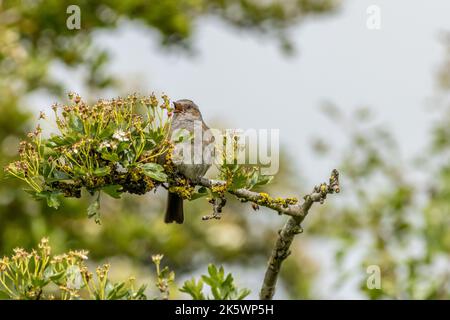 Heckenbraunelle (Prunella Modularis) singen in einem Baum Stockfoto