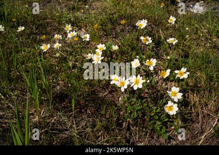 Eine Gruppe weißer Trockenvögel, Dryas Octopetala, die auf einem felsigen Boden im Urho Kekkonen-Nationalpark in Nordfinnland wächst Stockfoto