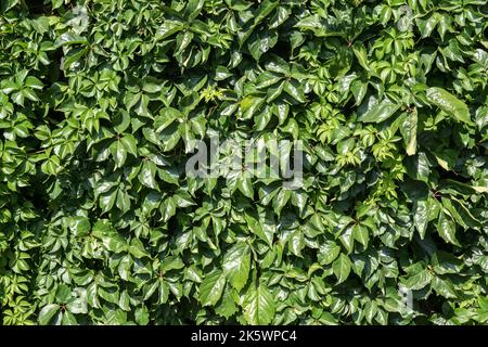 Die Gartenwand ist mit grünen Kriechkrümmern bedeckt und wird als natürlicher Hintergrund dargestellt Stockfoto
