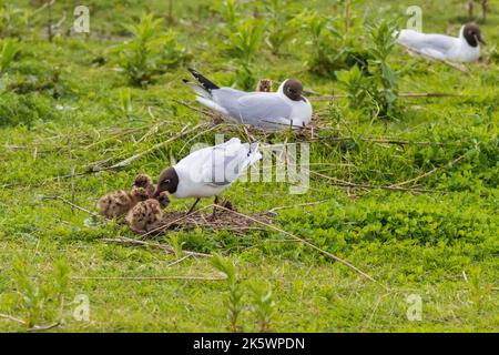 Schwarzkopfmöwe (Chroicocephalus ridibundus) mit Küken Stockfoto