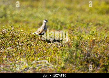 An einem hellen Sommertag in finnischem Lappland ist ein eurasisches Dotterel mitten in niedriger Vegetation auf einem Hügel zu beobachten Stockfoto