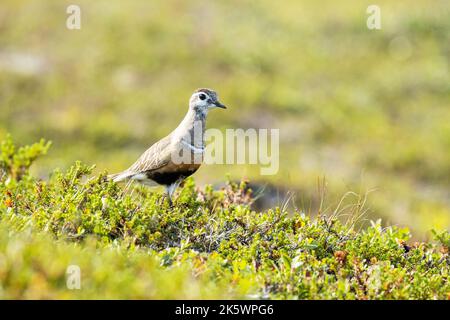 An einem hellen Sommertag in finnischem Lappland ist ein eurasisches Dotterel mitten in niedriger Vegetation auf einem Hügel zu beobachten Stockfoto