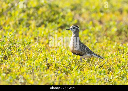 An einem hellen Sommertag in finnischem Lappland ist ein eurasisches Dotterel mitten in niedriger Vegetation auf einem Hügel zu beobachten Stockfoto