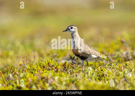 An einem hellen Sommertag in finnischem Lappland ist ein eurasisches Dotterel mitten in niedriger Vegetation auf einem Hügel zu beobachten Stockfoto