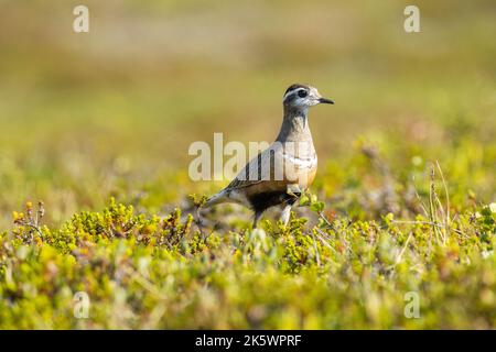 An einem hellen Sommertag in finnischem Lappland ist ein eurasisches Dotterel mitten in niedriger Vegetation auf einem Hügel zu beobachten Stockfoto