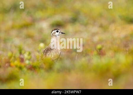 An einem hellen Sommertag in finnischem Lappland ist ein eurasisches Dotterel mitten in niedriger Vegetation auf einem Hügel zu beobachten Stockfoto