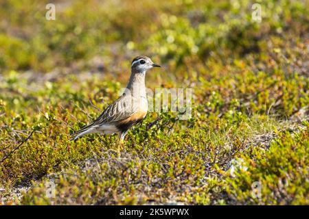 An einem hellen Sommertag in finnischem Lappland ist ein eurasisches Dotterel mitten in niedriger Vegetation auf einem Hügel zu beobachten Stockfoto