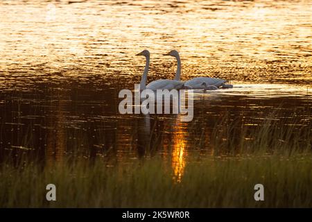 Die Familie mit dem Keuchschwan schwimmt auf einem kleinen See während eines wunderschönen Sonnenuntergangs in der Nähe von Kuusamo, Nordfinnland Stockfoto