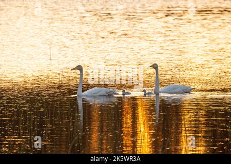 Die Familie mit dem Keuchschwan schwimmt auf einem kleinen See während eines wunderschönen Sonnenuntergangs in der Nähe von Kuusamo, Nordfinnland Stockfoto