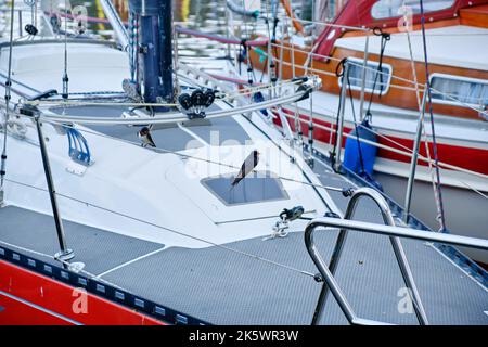 Zwei Scheunenschwalben (Hirundo rustica) auf einer Bootsanlegestelle vor maritimer Kulisse. Stockfoto