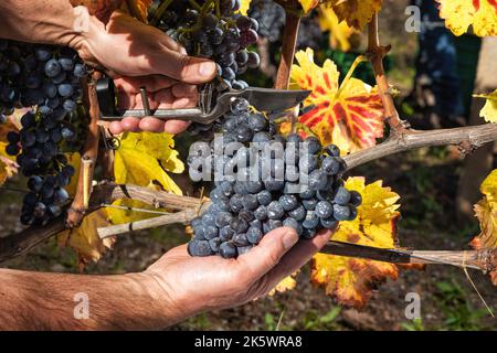 Cannonau-Trauben. Landwirt im Herbst Ernte der Trauben mit einer Schere.. Traditionelle Landwirtschaft. Sardinien. Stockfoto