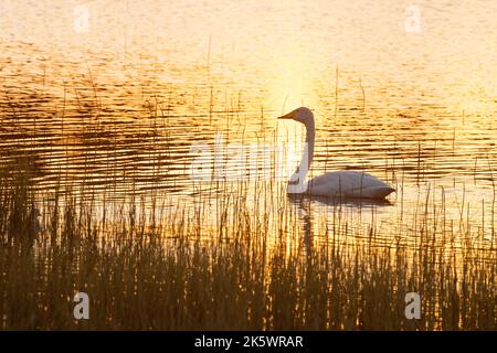 Ein erwachsener Whooper-Schwan schwimmt auf einem kleinen See während eines wunderschönen Sonnenuntergangs in der Nähe von Kuusamo, Nordfinnland Stockfoto