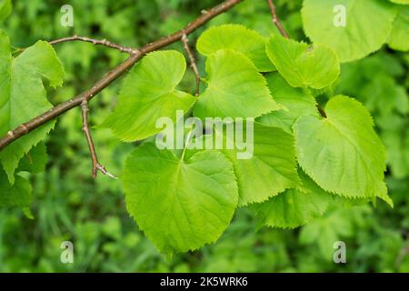 Frische kleinblättrige Limette, Tilia cordata Blätter an einem späten Frühlingstag im estnischen borealen Wald Stockfoto