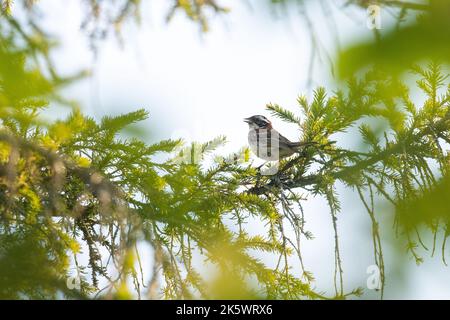 Emberiza rustica, eine ausgewachsene, rustikale Fliege, hoch oben auf einem Nadelbaum in einem finnischen Wald Stockfoto