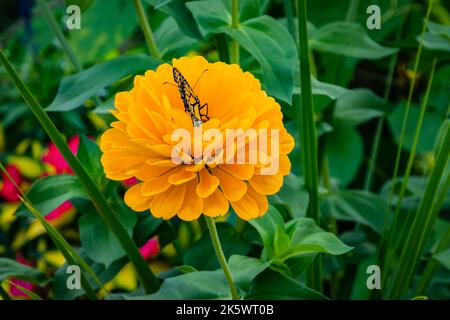 Monarch Schmetterling auf einer gelben Zinnie in einem Sommergarten Stockfoto