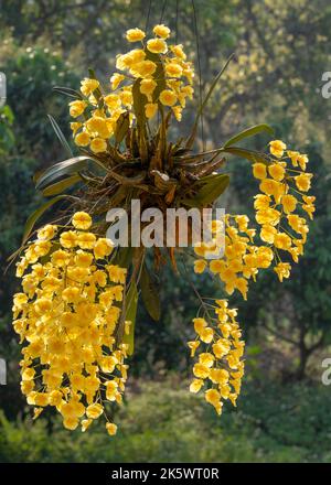Spektakuläre gelbe epiphytische Orchideenart mit Hintergrundbeleuchtung dendrobium lindleyi oder Lindleys dendrobium in voller Blüte Stockfoto