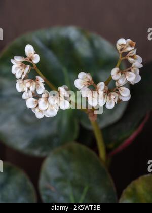 Nahaufnahme der schönen Begonia erythrophylla aka Beefsteak-Begonia-Pflanze, die mit weißen rosa Blüten auf dunklem Holzgrund isoliert blüht Stockfoto