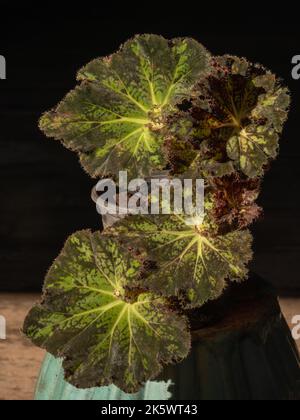 Nahaufnahme eines schönen haarigen rhizomatösen Begonia-Hybrids mit kontrastierten grünen und burgunderroten Blättern, isoliert in hellem Licht auf dunklem Hintergrund Stockfoto