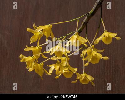 Nahaufnahme von schönen hellgelben Blüten von dendrobium friedericksianum epiphytische Orchideenarten isoliert auf dunklem Holzhintergrund Stockfoto