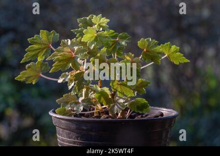 Nahaufnahme der kleinen Begonia dregei aka Ahornblatt oder Traubenblatt-Begonia im Sonnenlicht im Freien auf natürlichem Hintergrund Stockfoto