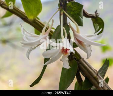 Nahaufnahme der wunderschönen weißen und orangen Blüten von dendrobium draconi, einer tropischen epiphytischen Orchideenart, die im Freien auf natürlichem Hintergrund blüht Stockfoto