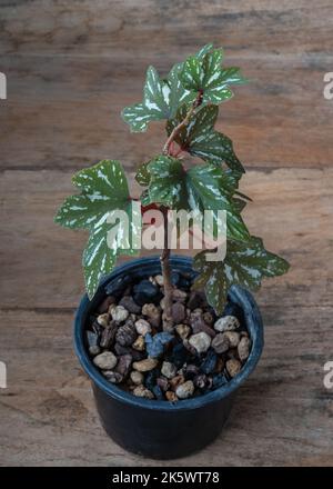 Nahaufnahme von hellgrünen und silberweißen Laub aus getopftem Ahornblatt-Begonia isoliert auf Holztisch im Freien Stockfoto