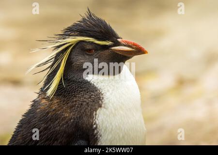 Nördlicher Rockhopper Pinguin aus nächster Nähe Stockfoto