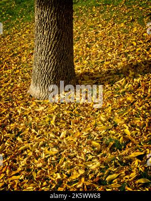 Der Herbst verlässt Calgary Alberta Stockfoto