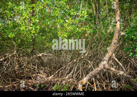 Mangrovenwald dichte tropische Bäume Laub Dschungel wilde Wälder Ökosystem in Tobago Stockfoto