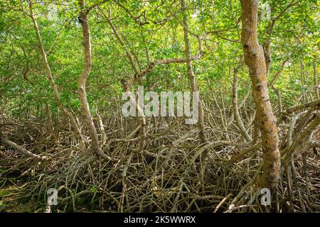 Mangrovenwald dichte tropische Bäume Laub Dschungel wilde Wälder Ökosystem in Tobago Stockfoto