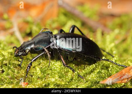 Der violette Bodenkäfer, Regenkäfer (Carabus violaceus) auf dem Moos im Wald Stockfoto
