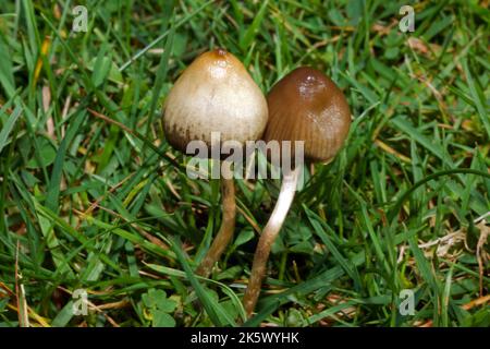 Psilocybe semilanceata (Liberty Cap) ist in Europa beheimatet und wächst in natürlichen sauren Graslandschaften. Es hat halluzinogene Eigenschaften. Stockfoto