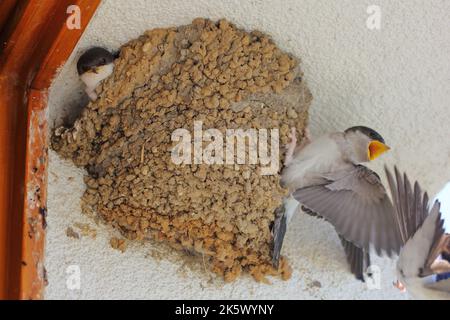 Das gemeine Haus martin (Delichon urbicum), das nördliche Haus martin und das Haus martin, die das junge Küken im Nest füttern Stockfoto