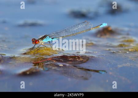 Der kleine Rotaugen-Damselfliege (Erythromma viridulum) Männchen auf der Wasseroberfläche in einem natürlichen Lebensraum Stockfoto