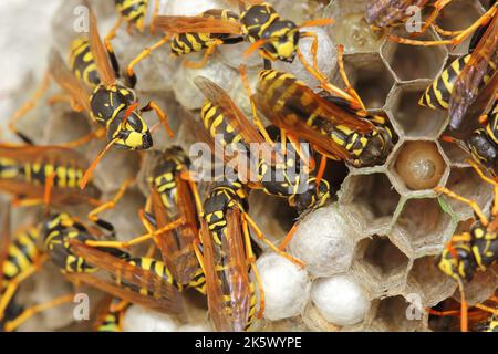 Die europäische Papierwespenkolonie (Polistes dominula) auf Kammnest Stockfoto