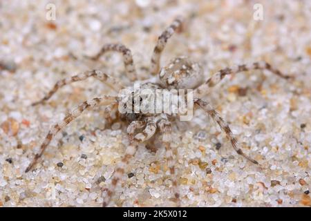 Die Wolfsspinne (Arctosa cinerea) in natürlichem sandigen Lebensraum Stockfoto