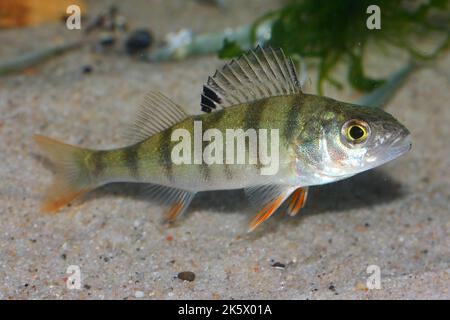 Der Europäische Barsch (Perca fluviatilis), Rotflossenbarsch, Rotflossenbarsch, Rotflosse, Hatch, armer Mann-Steinfisch im Unterwasser-Lebensraum Stockfoto