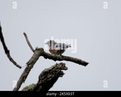 Eine Nahaufnahme eines Northern Flicker, der auf dem Ast vor einem klaren Himmel thront Stockfoto