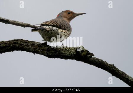 Eine Nahaufnahme eines Northern Flicker, der auf dem Ast vor einem klaren Himmel thront Stockfoto