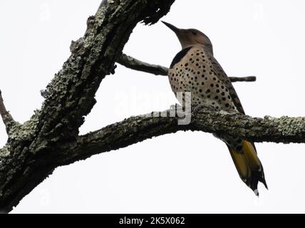 Eine Nahaufnahme eines Northern Flicker, der auf dem Ast vor einem klaren Himmel thront Stockfoto