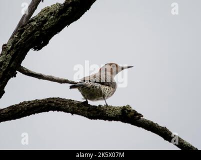 Eine Nahaufnahme eines Northern Flicker, der auf dem Ast vor einem klaren Himmel thront Stockfoto