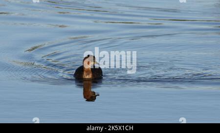 Zwergtaucher (Tachybaptus Ruficollis) Stockfoto