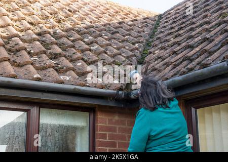 Frau, die Moos aus den Dachrinnen rausräumte, um zu verhindern, dass Regen überläuft und die Wand herunterläuft. Feuchte Wand verursacht Flecken und reduziert die Wärmedämmung des Hauses. Stockfoto