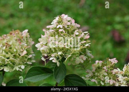 Nahaufnahme von weißen, welkenden Blüten einer Hortensia paniculata mit ersten Herbstverfärbungen vor grünem, natürlichem Hintergrund Stockfoto